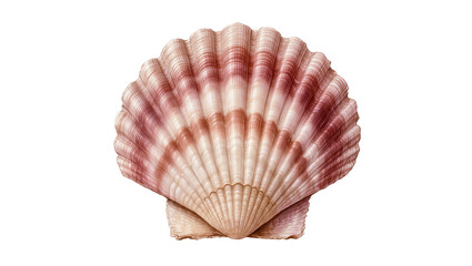 Pink and beige ridged scallop seashell, isolated on transparent background © Maria