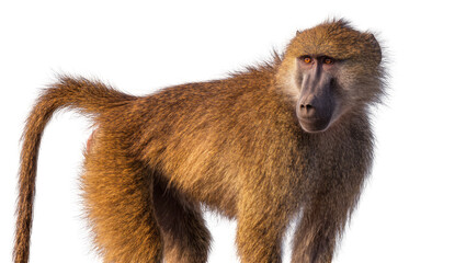 Brown baboon with shaggy fur and alert eyes, isolated on transparent background © Maria