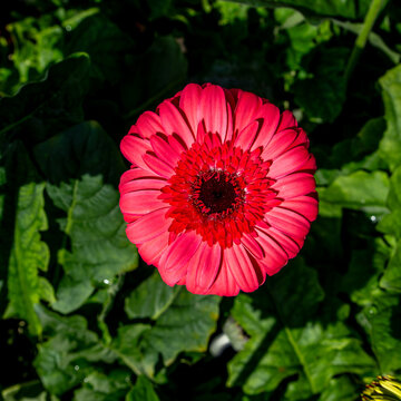 A captivating color contrast blending soft pink and vibrant red in Gerbera flowers, captured in a high-resolution macro shot that highlights the exquisite geometric details of the blooming petals.