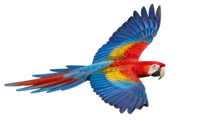 Scarlet macaw parrot with vibrant blue red and yellow feathers flying, isolated on transparent background © Denis