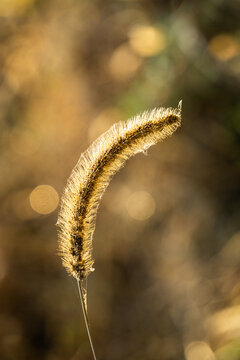 Withered foxtail grass growing in the wild in autumn