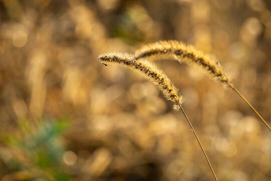 Withered foxtail grass growing in the wild in autumn