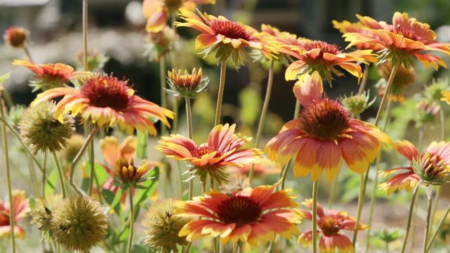 Cluster of colorful gaillardia blanket flowers with red centers and orange-yellow petals blooming in a sunlit garden, mixed with spiky seed heads on slender stems.
