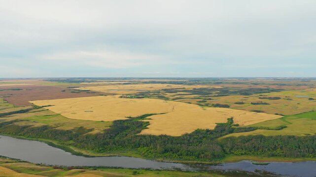 Slow forward drone establishing shot of a ripe golden brown wheat field in southern Saskatchewan, with a river below, mixed farmland around it and a small farm property in the distance
