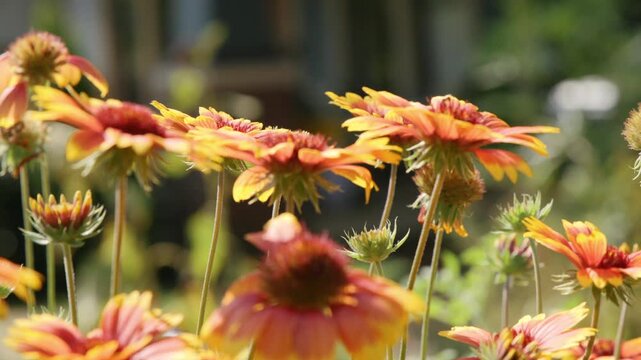 Close-up of bright orange and yellow blanket flowers in bloom in a sunny garden, with fuzzy seed heads and buds swaying on tall stems against a blurred background.