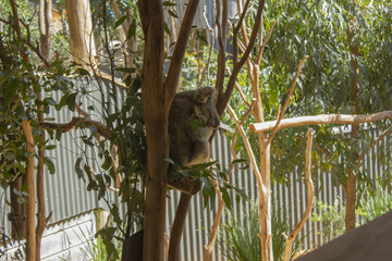 This is a koala from Sydney Zoo. © binimin