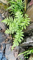 Fresh Green Fern Plant Growing Between Stones in Nature © Herman