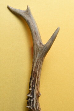 A detailed macro studio shot of a real deer antler showing its unique natural texture and structure against a solid yellow background.