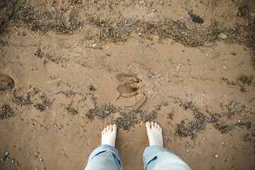 A moose track in the sand on Batchewana Island in Ontario, Canada. © Erika Norris