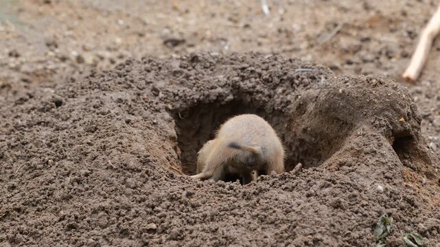 The black-tailed prairie dog (Cynomys ludovicianus) at burrow, rodent in the family Sciuridae, native region: North America.