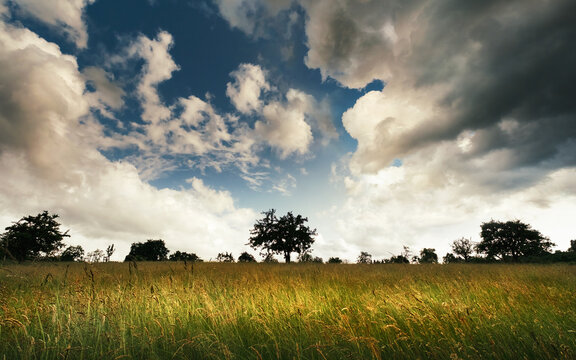 Scenic meadow with high grass, dramatic clouds and tree silhouettes on the horizon
