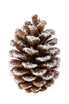 A single brown pine cone dusted with white artificial snow isolated on a plain white background
