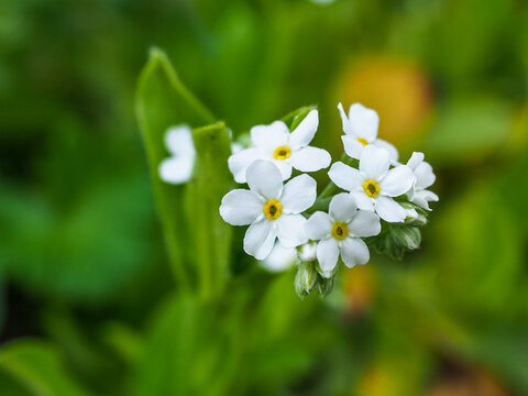 White Forget-me-not or Myosotis abyssinica. Wild small blossoms and buds, close up. Myosotis eximia or alpine forget me not flowers, herbaceous, perennial, flowering plant in the family Boraginaceae.