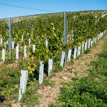 Young grapevines growing in vineyard rows with protective tree shelters, support posts and trellis wires on a sunny hillside. Modern vineyard establishment and vine cultivation under a blue sky.