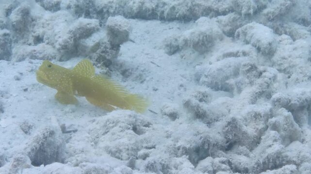 Yellow Spotted Shrimpgoby (Cryptocentrus sp.) Sharing a Burrow with Two Pistol Shrimp on a Sandy Coral Reef in Malaysia, Underwater Footage of Symbiotic Behavior and Shrimp Burrow Maintenance