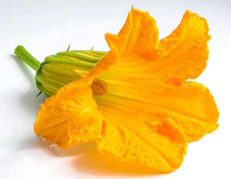 Pumpkin flower on white background