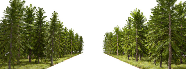 Naklejka premium Empty roadway with conifer cluster side row 3d rendering png
