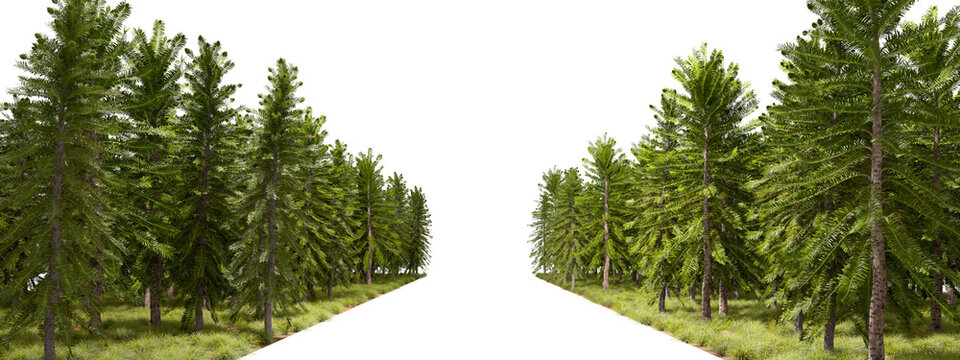 Empty roadway with conifer cluster side row 3d rendering png