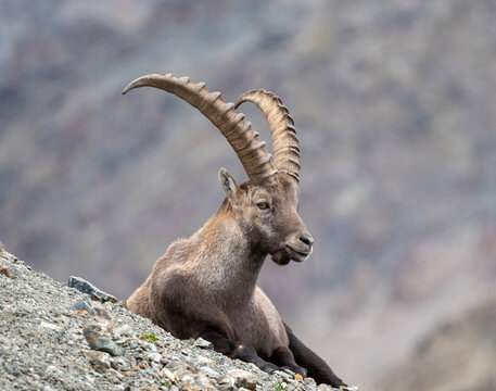 Steinbock in den felsigen H&ouml;hen des Engadin
