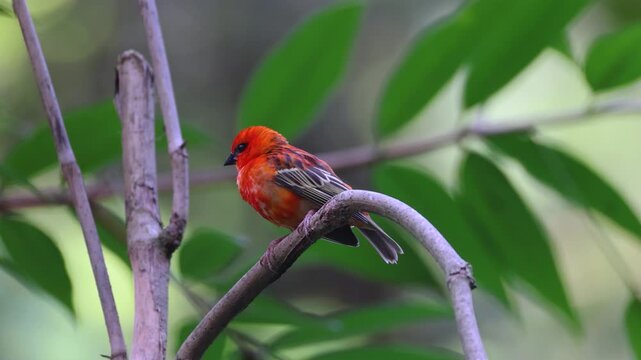 red fody (Foudia madagascariensis), cardinal or common, is a small bird native to Madagascar. male of the species is bright red with black markings around each eye. Slo motion flying away.