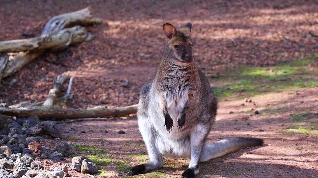 Wallaby Kangaroo is a species of kangaroo. Close-up chewing on a green leaf search for food.