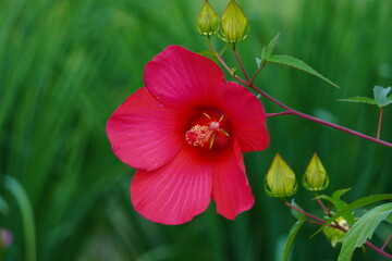 Hibiscus flower with vibrant red petals and unbloomed buds grows among lush green foliage. © iba