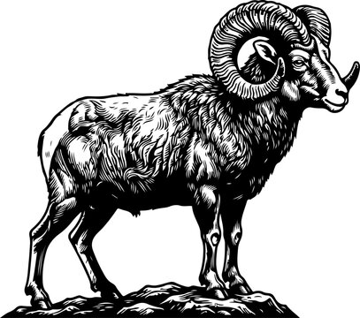 Artistic ram vector illustration