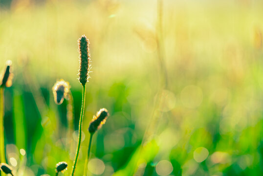 Green flower spike on a slender stem in a garden during an early spring morning, golden sunlight outlining tiny florets against a soft green and yellow field, a delicate botanical nature background