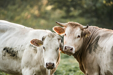 Two white cows nuzzling in a sunlit grassy pasture, close-up portrait of cattle on a peaceful rural farm © PIC by Femke