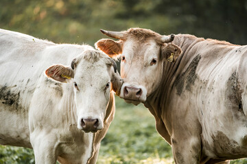 Two white dairy cows standing close together in sunlit pasture, portrait of grazing cattle with ear tags © PIC by Femke