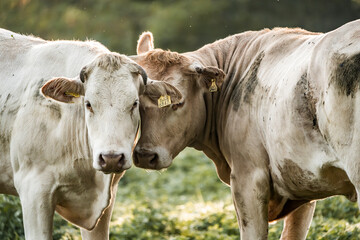 Two light-colored cows nuzzling in a sunlit pasture meadow with wildflowers and green grass, close-up rural farm scene © PIC by Femke