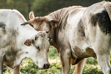 Two light brown and white cows nuzzling in a sunlit green pasture with soft blurred foliage background © PIC by Femke