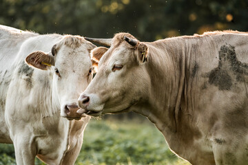 Two brown and white cows nuzzling in a grassy pasture close-up portrait of bovine companionship © PIC by Femke