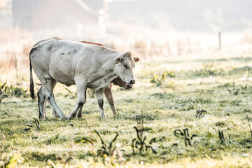 White cow grazing in a frost-covered pasture at sunrise, soft backlight and misty rural morning © PIC by Femke