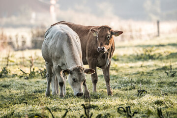 Two cows grazing in a dewy misty pasture at sunrise with soft backlight and distant farm fence © PIC by Femke