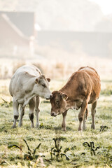 Two cows grazing on a frosty pasture at dawn with a misty farmhouse and barn in soft morning light © PIC by Femke
