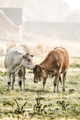 Two cows grazing in a dewy misty pasture near farm buildings at dawn, pastoral rural livestock scene © PIC by Femke