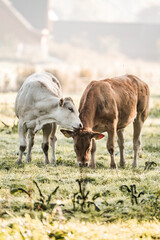 Two grazing cows in a sunlit, misty pasture at dawn, white and brown cattle feeding closely in a rural farm field © PIC by Femke