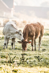 Two grazing cows in a dewy pasture at sunrise with soft backlight over a rural meadow landscape © PIC by Femke