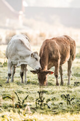 Two cows grazing in a sunlit dewy pasture near a rural barn at dawn, brown and cream bovines in a peaceful countryside field © PIC by Femke