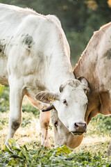 Two cows grazing close-up in a sunlit green pasture, white and brown cattle on a rural farm livestock portrait © PIC by Femke