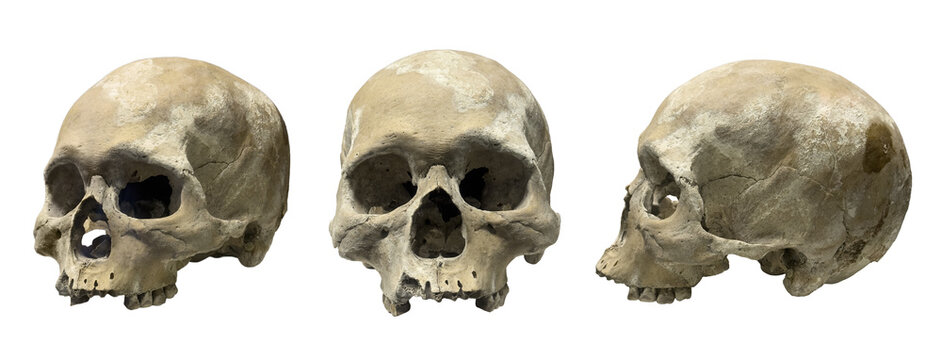 Human skull set showing front side and perspective views isolated on white background
