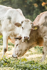 Close-up of three light-colored cows grazing on green pasture with ear tags in soft sunlight © PIC by Femke