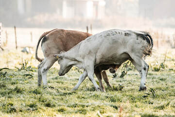 Two grazing cows in a frosty pasture at sunrise, rural dairy cattle feeding in a misty field © PIC by Femke