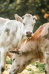 Close-up of two grazing cows in a sunlit pasture with blurred green trees in background © PIC by Femke