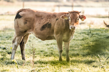 Light brown and white heifer standing in sunlit grassy pasture with fence and grazing cattle in background © PIC by Femke