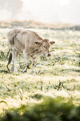 Light-colored cow grazing in frosty sunlit meadow at sunrise with misty rural pasture and soft backlight © PIC by Femke