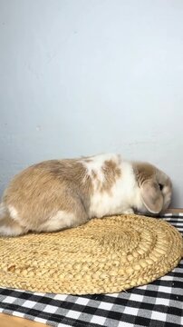 Cute brown and white lop-eared rabbit standing on its hind legs and then turning around on a woven mat