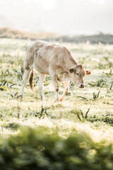 Young white calf grazing alone in a dewy sunlit pasture at dawn with a misty rural landscape © PIC by Femke