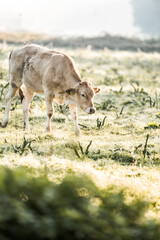 Young light brown calf grazing in a sunlit grassy pasture at dawn with soft blurred background and tranquil rural landscape © PIC by Femke